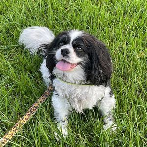 Meet your Posher, Leitha